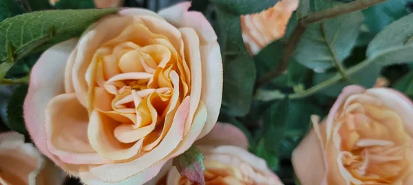 Jardin Fleurs Fleurs Roses Avec Des Feuilles Vertes Qui Peuvent — Photo