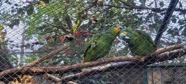 Brezilya hayvanat bahçesinde birbirine sarılan iki papağan.