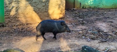 Brezilya 'nın iç kısımlarındaki bir hayvanat bahçesinde peccary olarak bilinen Brezilya yaban domuzu.