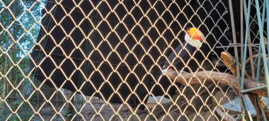 Brezilya 'nın iç kısımlarında Brezilya Toucan' ı hayvanat bahçesinde