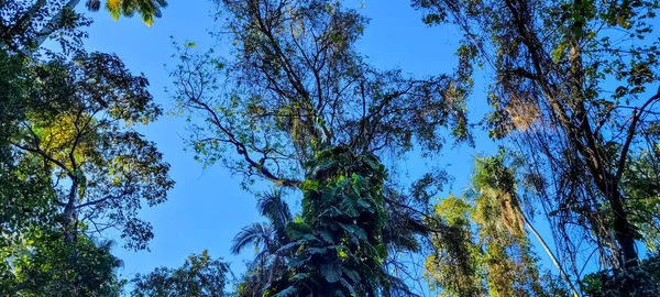 巴西内陆森林中绿叶的热带树木 — 图库照片