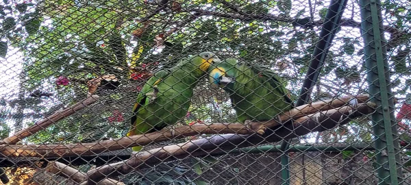 Papageienpaar Kuschelt Brasilianischen Zoo Zusammen Käfig — Stockfoto