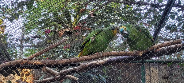 Papageienpaar Kuschelt Brasilianischen Zoo Zusammen Käfig — Stockfoto