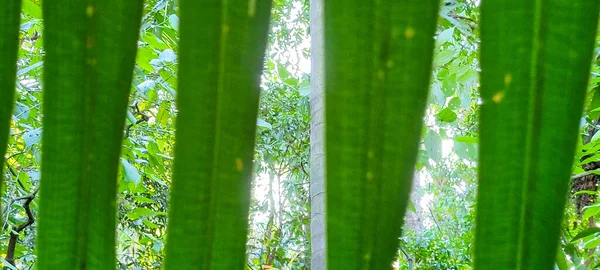 Hojas Verdes Hermosas Plantas Tropicales Que Pueden Utilizar Como Fondo — Foto de Stock