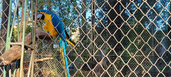Бразильский Сине Жёлтый Ара Зоопарке Бразилии — стоковое фото