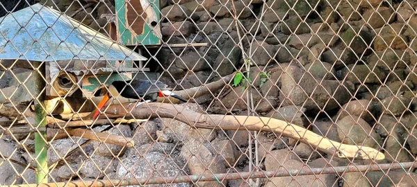 巴西动物园管理员中的巴西蓝黄色金刚鹦鹉 — 图库照片