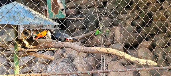 Brazilský Toucan Chovateli Interiéru Brazílie Zoo — Stock fotografie