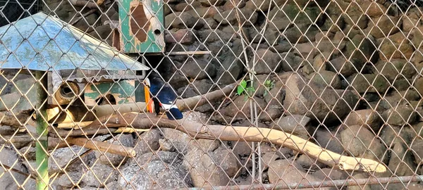 브라질 동물원에서 사육사 로일하는 브라질 큰부리새 — 스톡 사진
