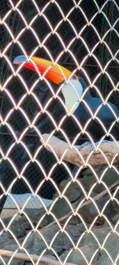 Brezilya 'nın iç kısımlarında Brezilya Toucan' ı hayvanat bahçesinde