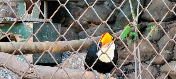 Toucan Brésilien Gardien Intérieur Brésil Zoo — Photo