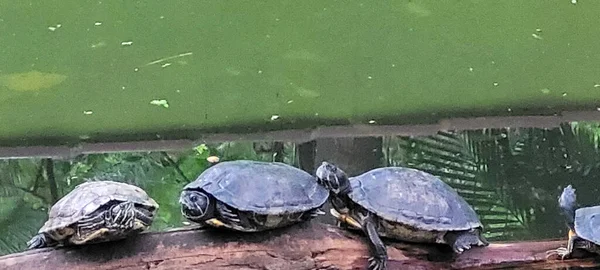 Schildkröten Tropischem See Angelehnt Baumstämme Brasilien — Stockfoto