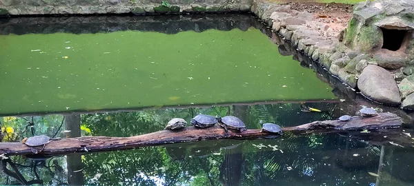 Schildpadden Tropisch Meer Leunend Boomstammen Brazilië — Stockfoto