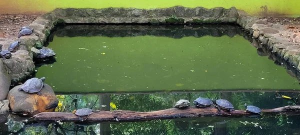 Tortugas Lago Tropical Apoyadas Troncos Brasil — Foto de Stock