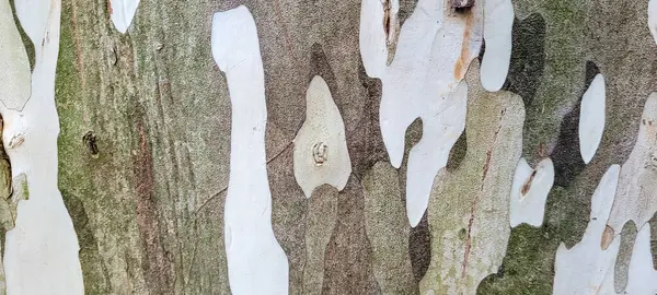 带有乡村质感的树皮 在巴西国家公园里 — 图库照片