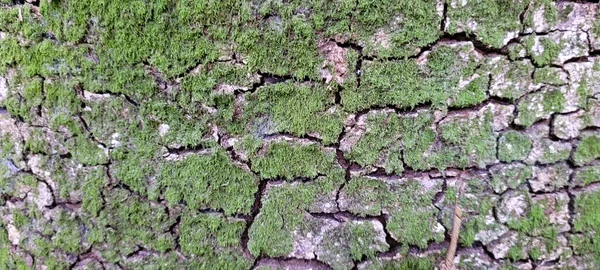 Corteccia Albero Con Struttura Rustica Nel Parco Nazionale Brasile — Foto Stock