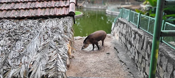 Tapir Brésilien Zoo Dans Lagune Tropicale Avec Vert Dans Journée — Photo