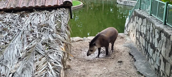 Tapir Brésilien Zoo Dans Lagune Tropicale Avec Vert Dans Journée — Photo