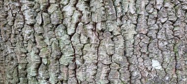 Koyu desenli ağaç gövdesi ve ağaç kesiminden soyut çizgiler.