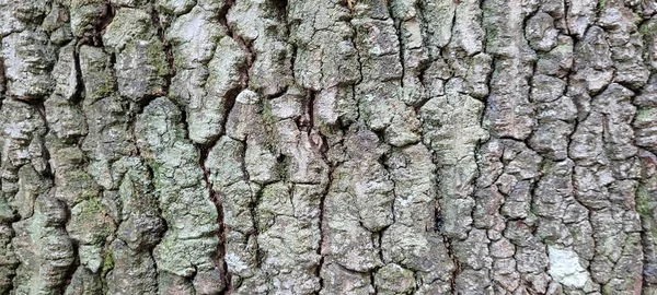 Kmen Stromu Tmavou Texturou Abstraktními Liniemi Řezaného Dřeva — Stock fotografie