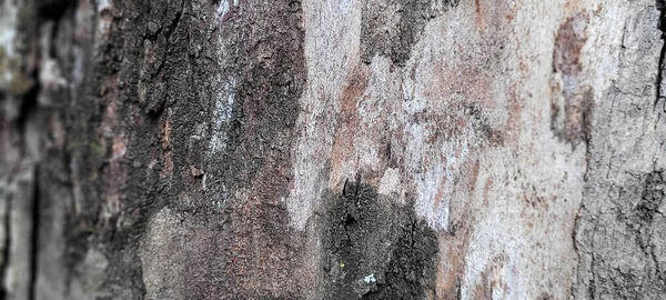Trädstam Med Mörk Textur Och Abstrakta Linjer Från Sågat Trä — Stockfoto