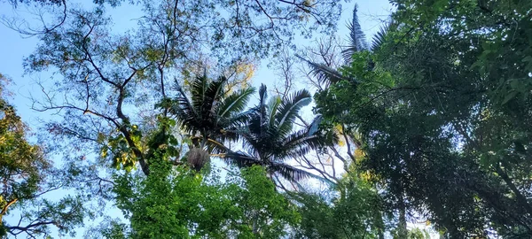 Árvore Tropical Com Folhas Verdes Floresta Interior Brasil — Fotografia de Stock