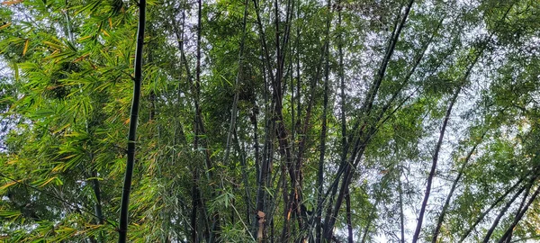 Árvore Tropical Com Folhas Verdes Floresta Interior Brasil — Fotografia de Stock