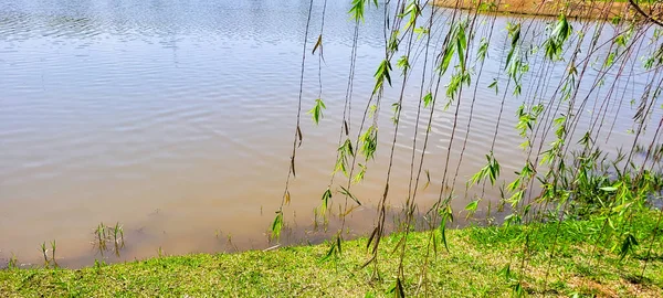 Relaxamento Paz Descanso Meio Natureza Lago Com Vegetação Verde — Fotografia de Stock