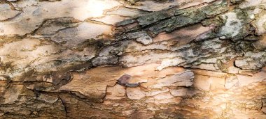 arka plan için dokusu olan eski ahşap kütük