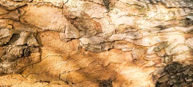 arka plan için dokusu olan eski ahşap kütük