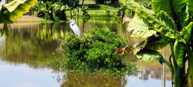 Parktaki tropikal gölette beyaz balıkçıl, Brezilya kırsalında