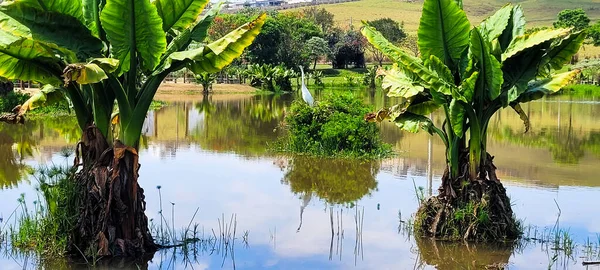 Héron Blanc Dans Étang Tropical Dans Parc Campagne Brésilienne — Photo