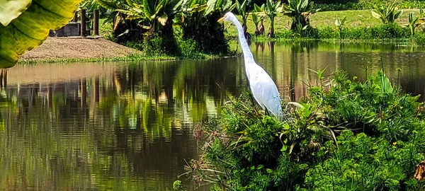 ブラジルの田舎の公園にある熱帯池の白いサギ — ストック写真