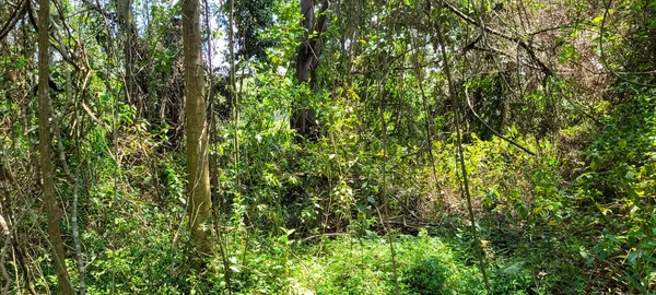 Selva Tropical Brasileña Con Vegetación Autóctona Brasil — Foto de Stock