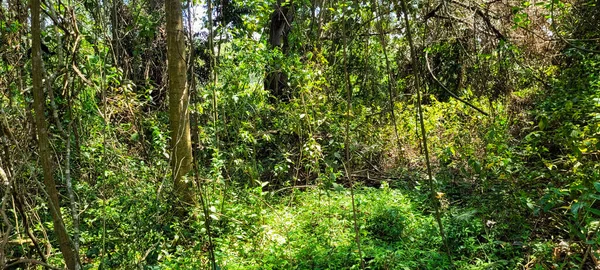 Selva Tropical Brasileña Con Vegetación Autóctona Brasil — Foto de Stock