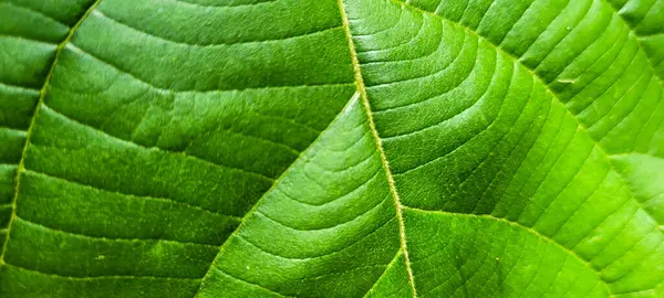 Tropické Zelené Listí Abstraktními Liniemi Brazilského Tropického Listu — Stock fotografie