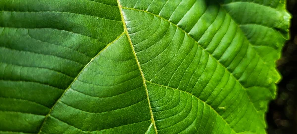 Follaje Verde Tropical Con Líneas Abstractas Hoja Tropical Brasileña —  Fotos de Stock