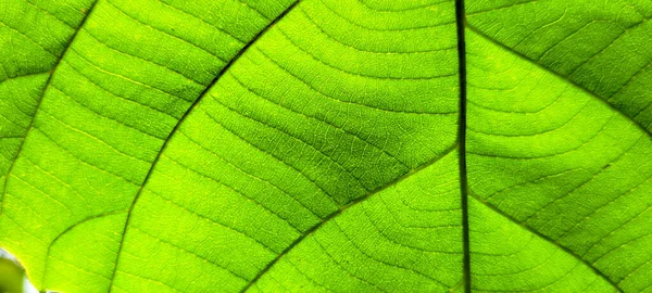 Tropické Zelené Listí Abstraktními Liniemi Brazilského Tropického Listu — Stock fotografie