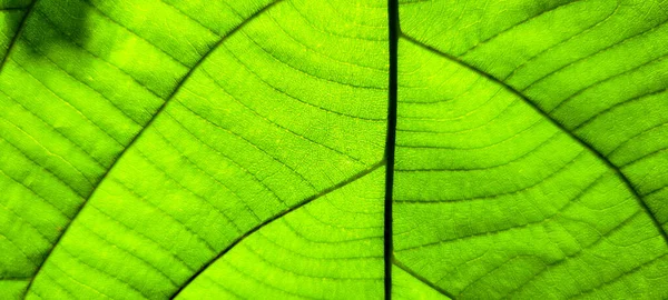 Tropical Green Foliage Abstract Lines Brazil Tropical Leaf — Stock Photo, Image