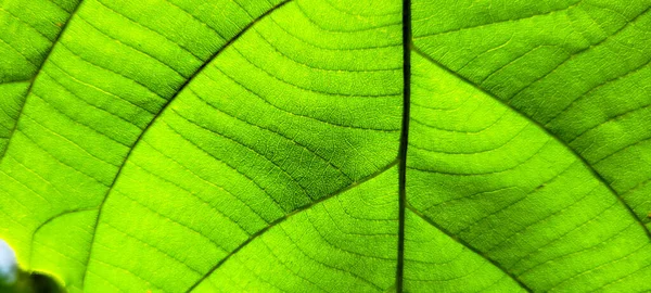 Tropical Green Foliage Abstract Lines Brazil Tropical Leaf — Stock Photo, Image