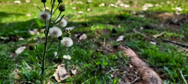 Maskros Blomma Trädgården Parken För Bakgrund Och Reklam — Stockfoto