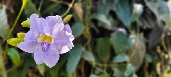 Purpurowy Liliowy Kwiat Zielonej Roślinności Parku Brazylii — Zdjęcie stockowe