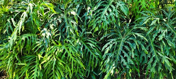 Adam Rib Plant Panel Brésilien Plante Tropicale Dans Parc National — Photo