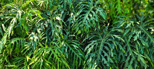 Costilla Panel Plantas Adam Brasil Planta Tropical Parque Nacional Verde —  Fotos de Stock