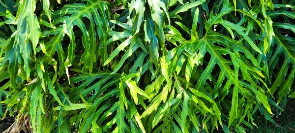 Adam Rib Plant Panel Brésilien Plante Tropicale Dans Parc National — Photo