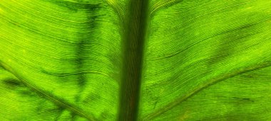 Brezilya yağmur ormanlarında, korulukta yeşil bitki yaprağı