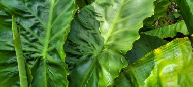 Brezilya yağmur ormanlarında, korulukta yeşil bitki yaprağı