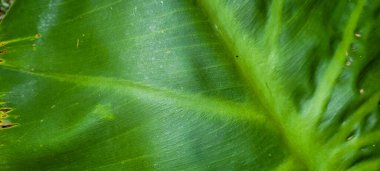 Brezilya yağmur ormanlarında, korulukta yeşil bitki yaprağı