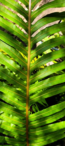 Folhagem Tropical Plantas Verdes Bosque Floresta Tropical Brasileira — Fotografia de Stock