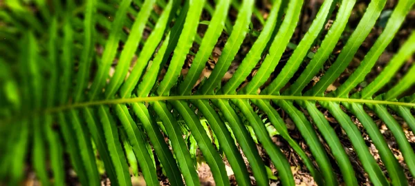 green plant tropical foliage in grove, brazilian rainforest