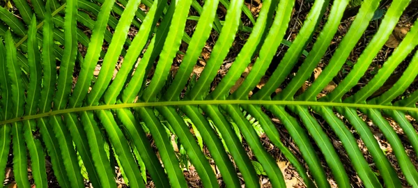 Zelená Rostlina Tropické Listí Háji Brazilský Deštný Prales — Stock fotografie